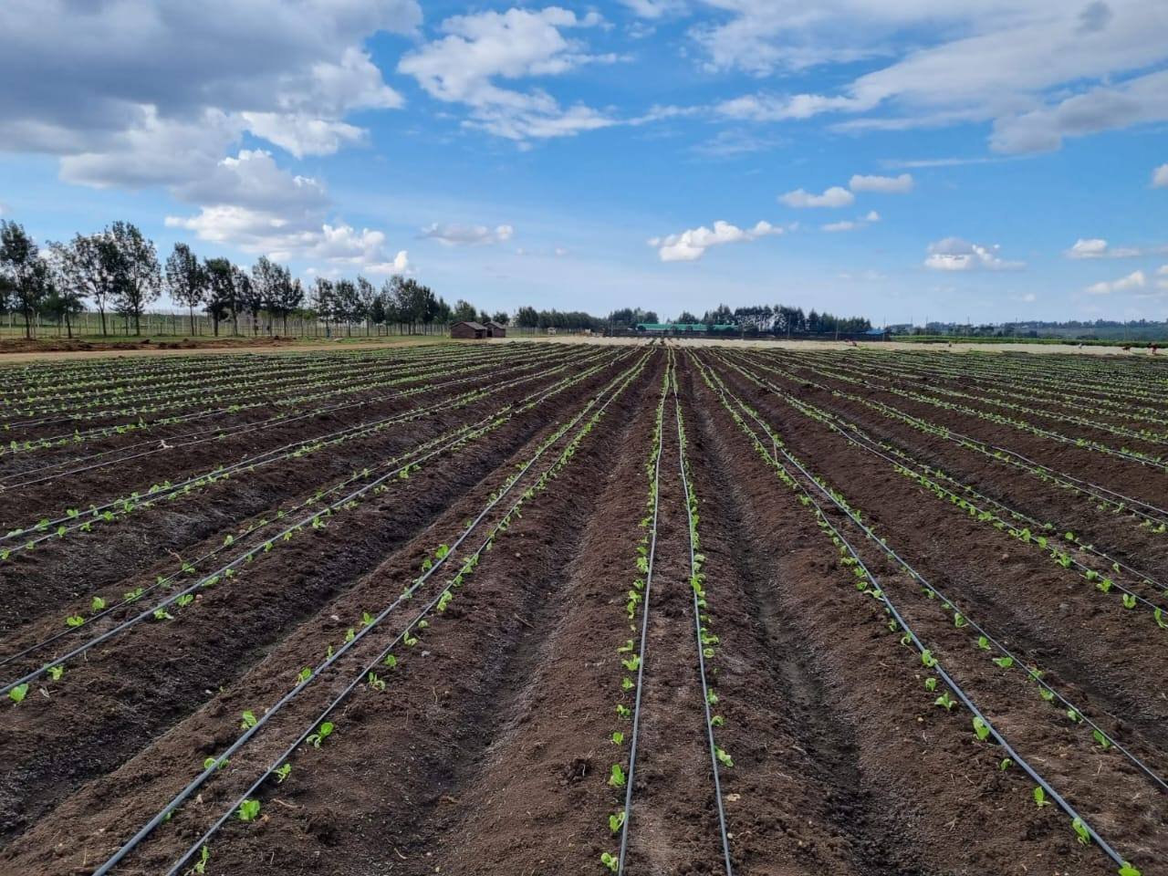 Young seedlings on a drip irrigation system