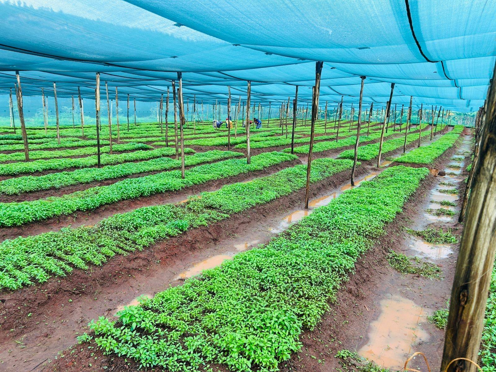 Seedlings growing under a shade-net nursery